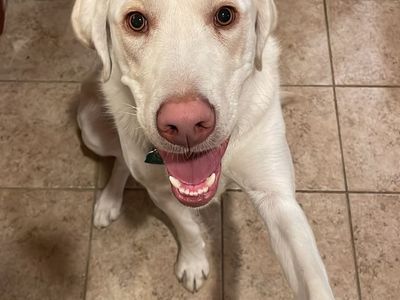 Wonderful Labrador Retriever needs to be rehomed