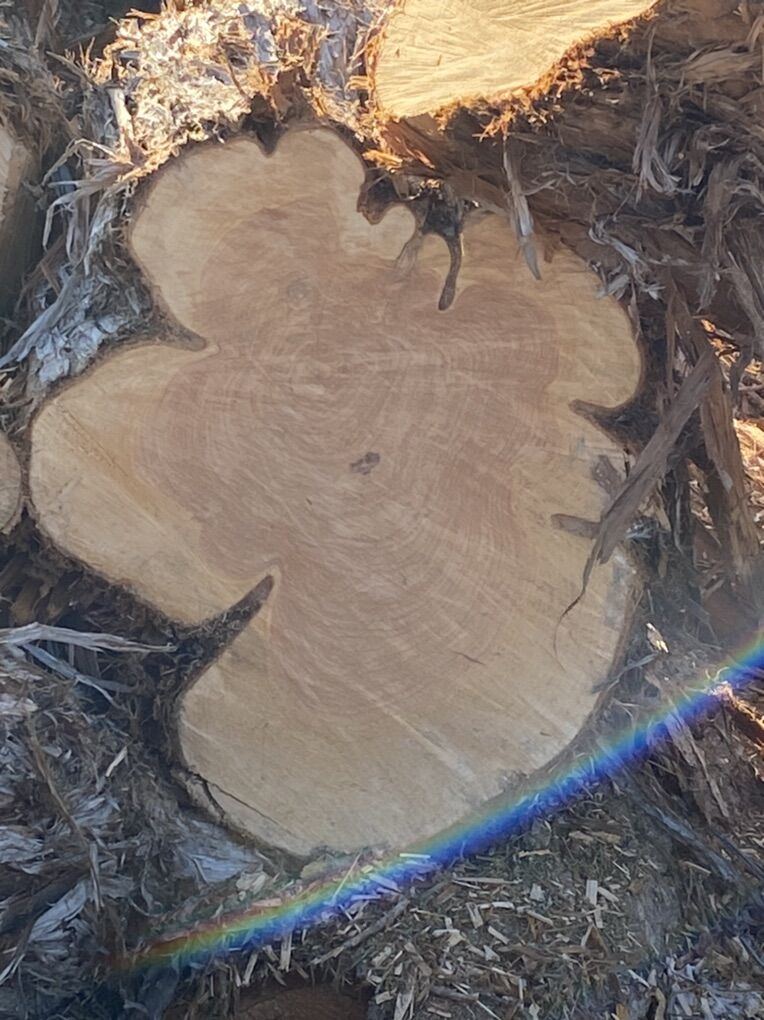 Wood Cookies All Sizes