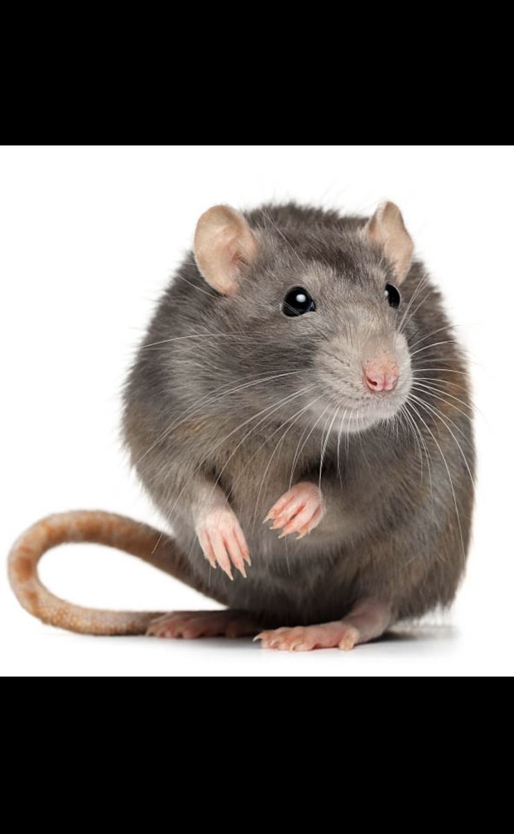 Large/Medium Feeder Rats on SALE