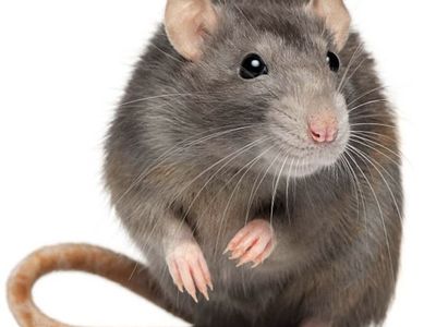 Large/Medium Feeder Rats on SALE