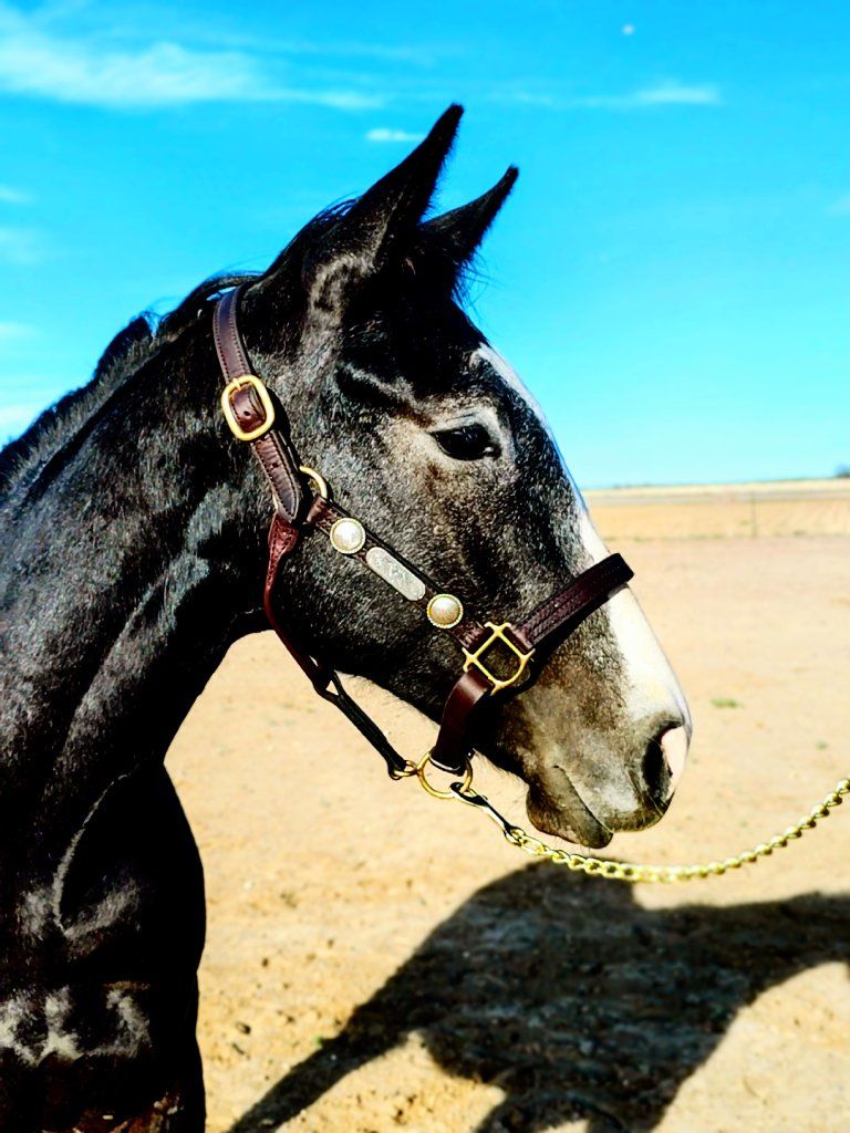 2024 Gray Appendix Colt