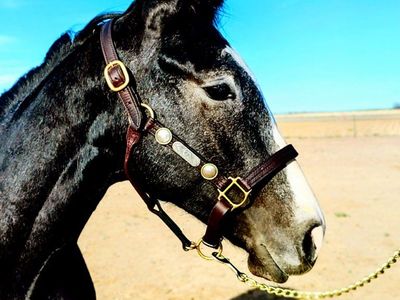 2024 Gray Appendix Colt