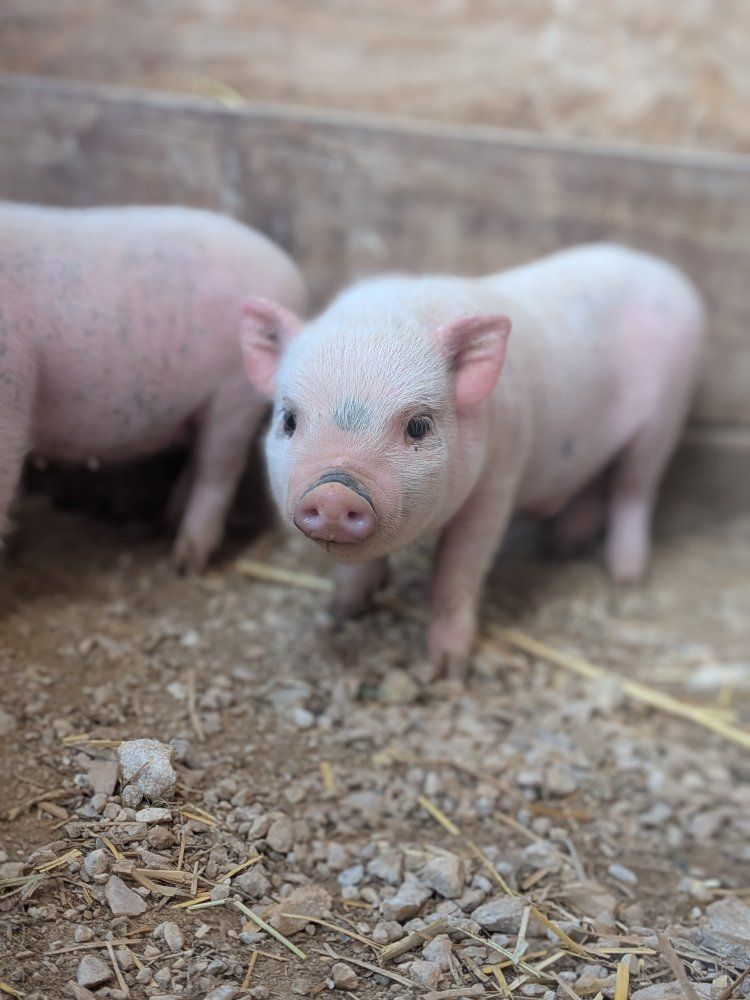 micro mini piglets Juliana's