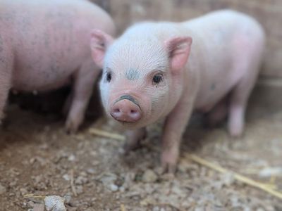 micro mini piglets Juliana's