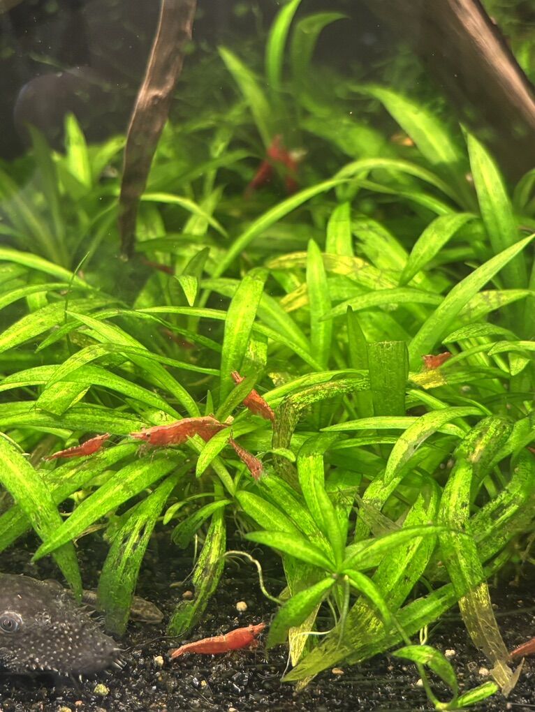 Aquarium Plants // Houseplant Clippings