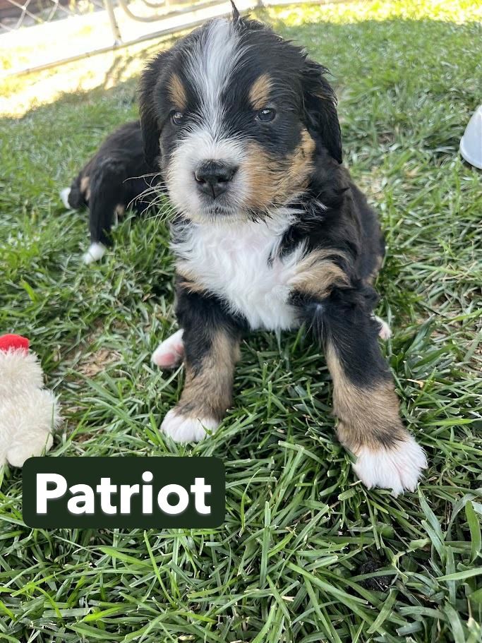 Reverse Bernedoodle Puppies