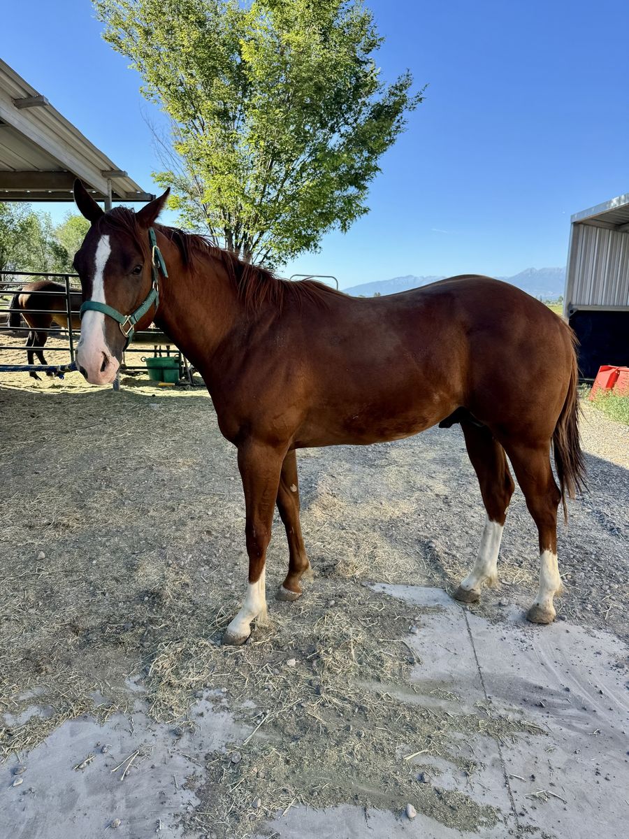 AQHA Yearling Colt-gorgeous and friendly!