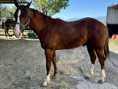 AQHA Yearling Colt-gorgeous and friendly!