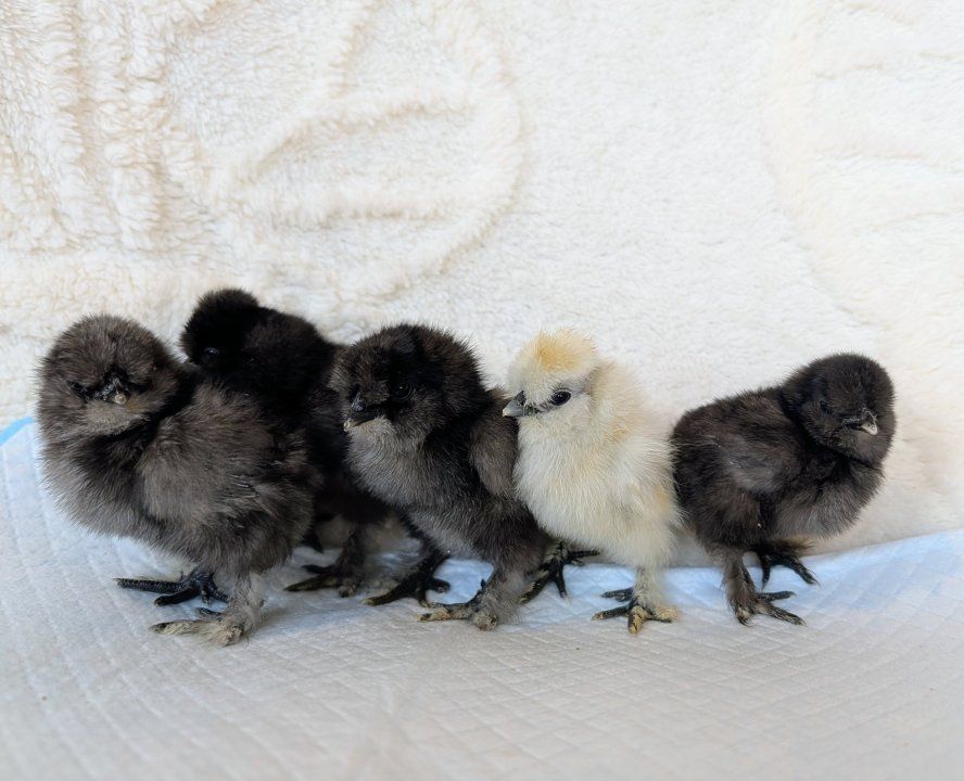 Baby Silkie Chicks (Blue/Black/Splash)