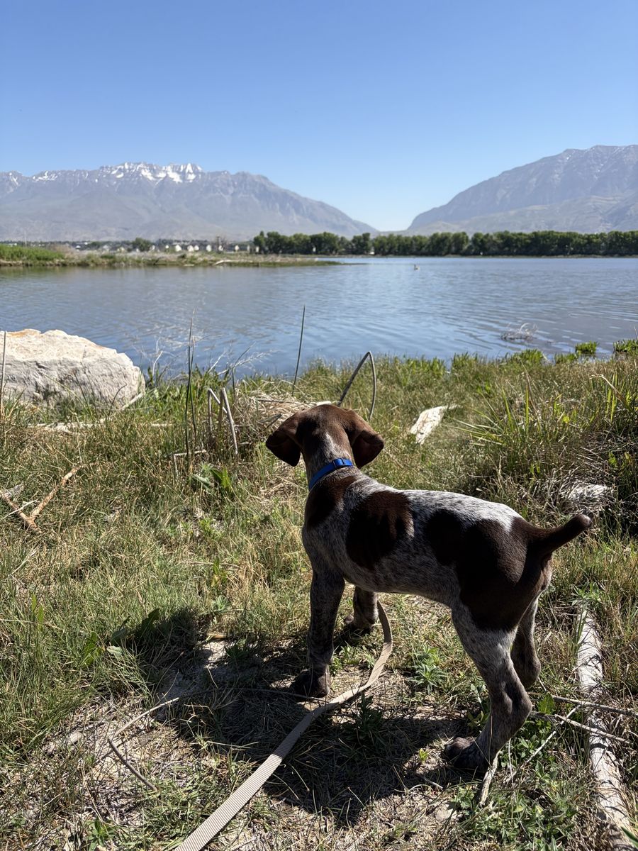 AKC German shorthair pointer/ GSP