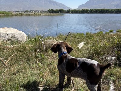AKC German shorthair pointer/ GSP