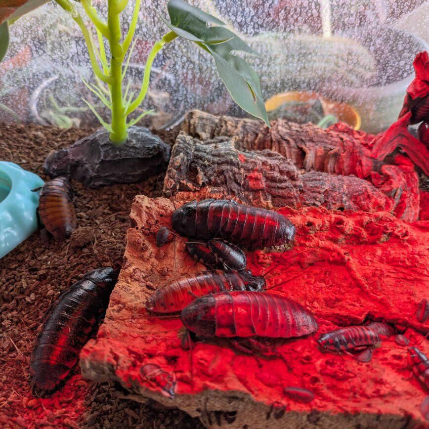 Young Madagascar hissing roaches to a good home