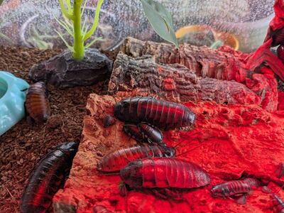 Young Madagascar hissing roaches to a good home