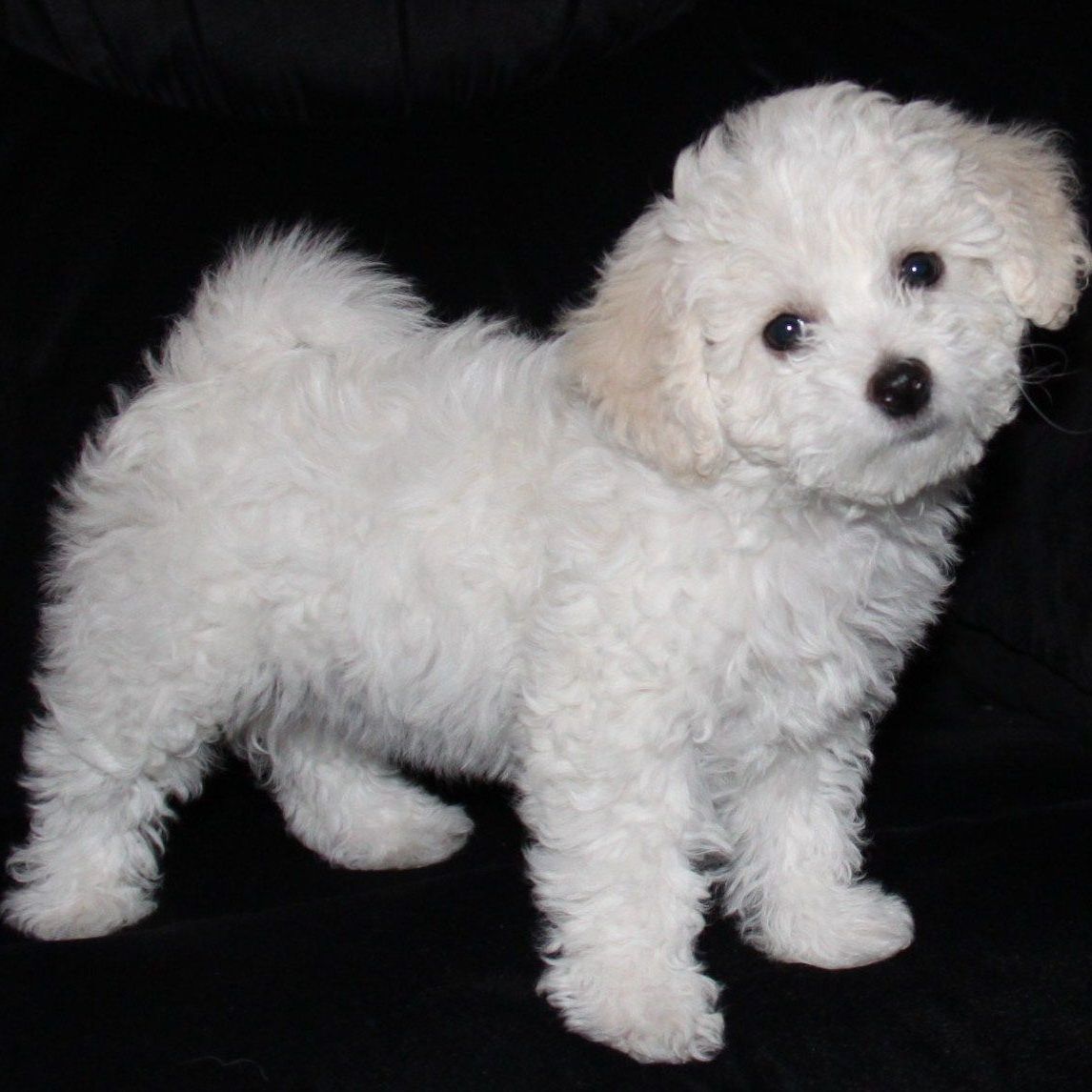 AKC Bichon Frise Puppies *Champion Pedigree*