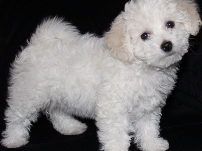 AKC Bichon Frise Puppies *Champion Pedigree*