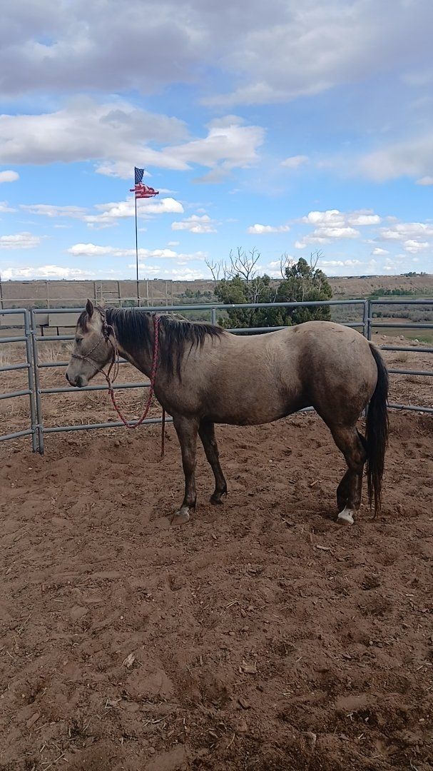 4 year old Quarter Horse Mare