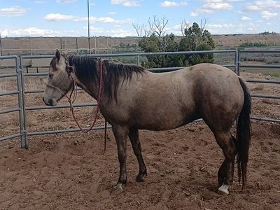 4 year old Quarter Horse Mare