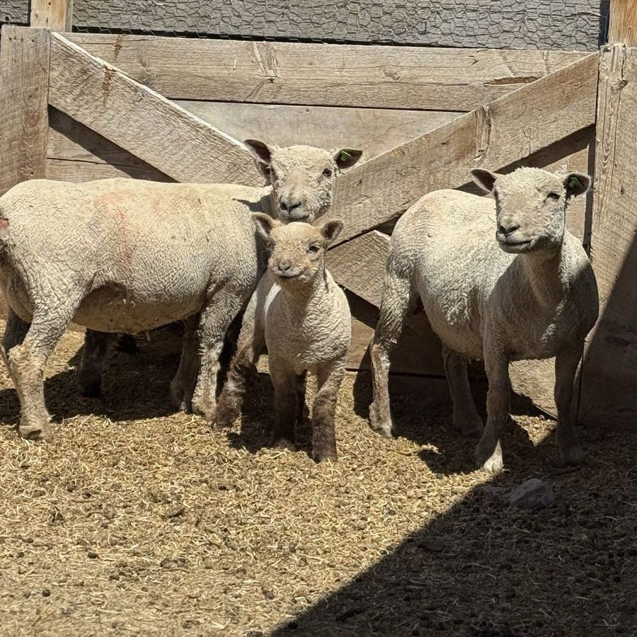 Babydoll Sheep Pairs- Ewes & Ewe Lambs And Ram
