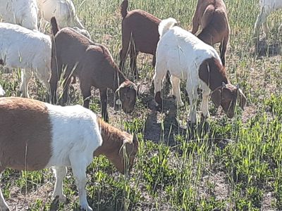 boer and boer cross doelings for sale