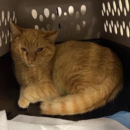 Hello my name is Bearnaise