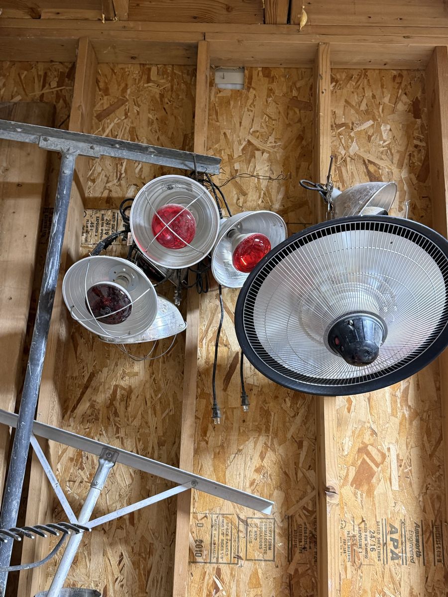 Assorted Heat Lamps and Westinghouse 250W Infrared Bulbs Bundle