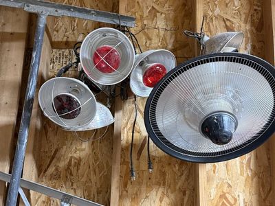 Assorted Heat Lamps and Westinghouse 250W Infrared Bulbs Bundle