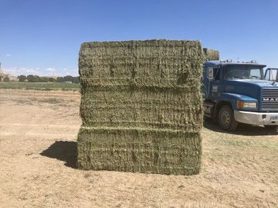 Alfalfa Hay for Sale: 200 Ton - 2025 1st Cutting Alfalfa Please text.. 254-242-5927
