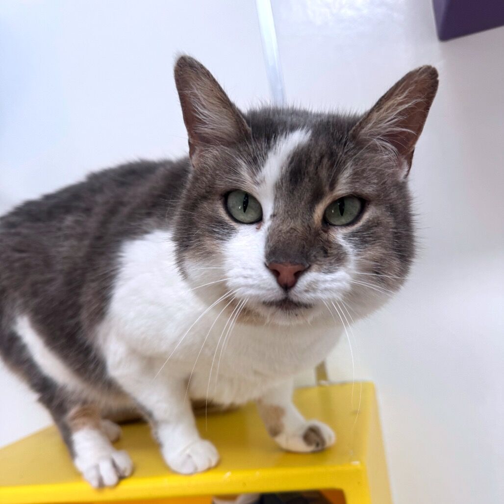 Hello my name is Rosie