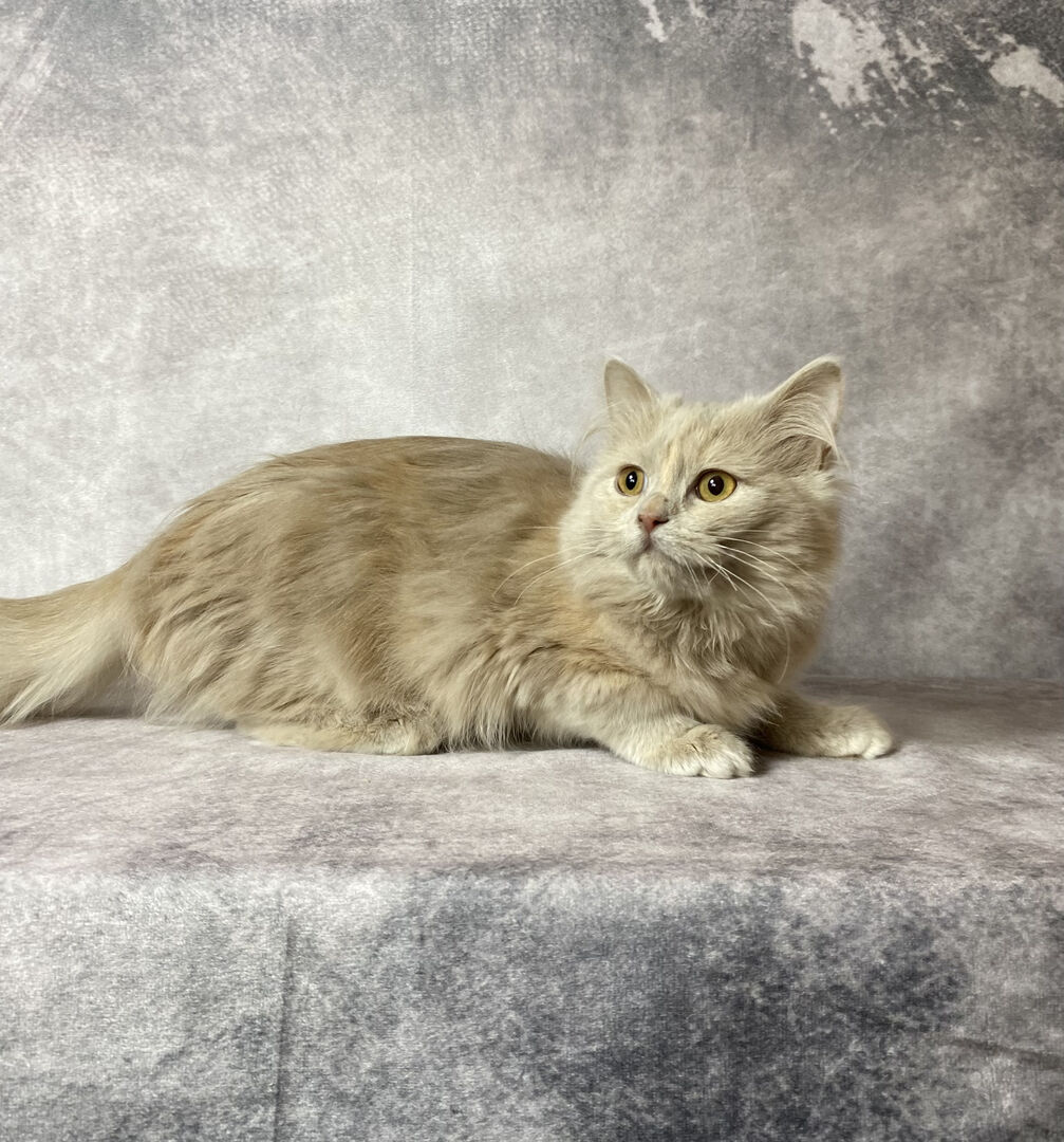 2 Topaz Ragdoll kittens • Fixed, Vet Checked, Shots, Ready to go!