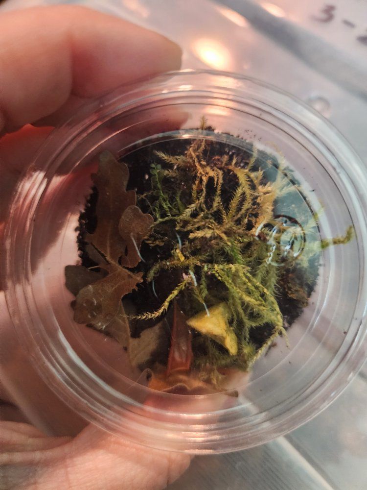 Springtails