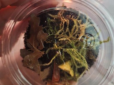 Springtails