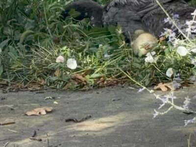 Laying ducks/ female ducks/ FREE