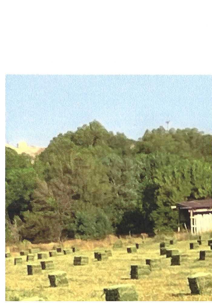 PREMIUM ALFALFA HAY