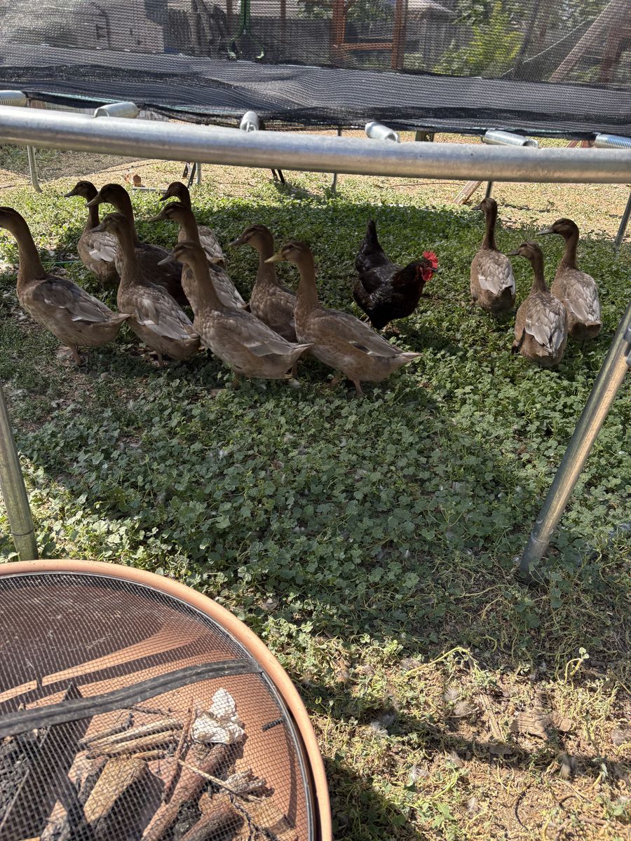 10 barnyard ducks
