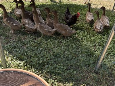 10 barnyard ducks