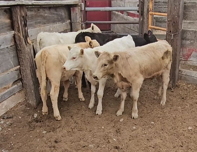 Breakaway/grass calves
