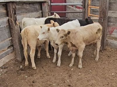 Breakaway/grass calves