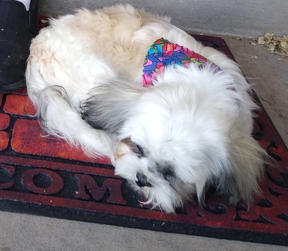 Rehoming daughters Malshi (Maltese-Shih tzu)