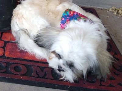 Rehoming daughters Malshi (Maltese-Shih tzu)
