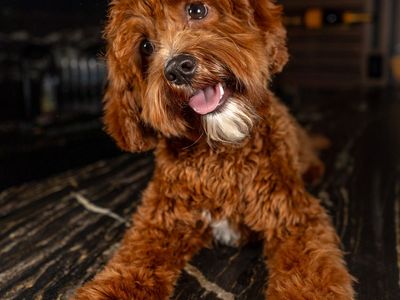 Red F1B Mini Cavapoo Stud Service | Health Tested Teddy Bear Puppies