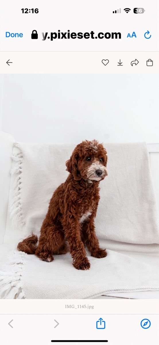 Perfect size micro mini Goldendoodle stud NO PARTIS