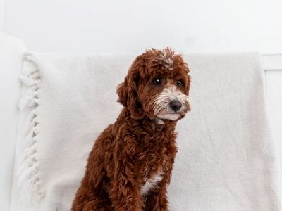 Perfect size micro mini Goldendoodle stud NO PARTIS