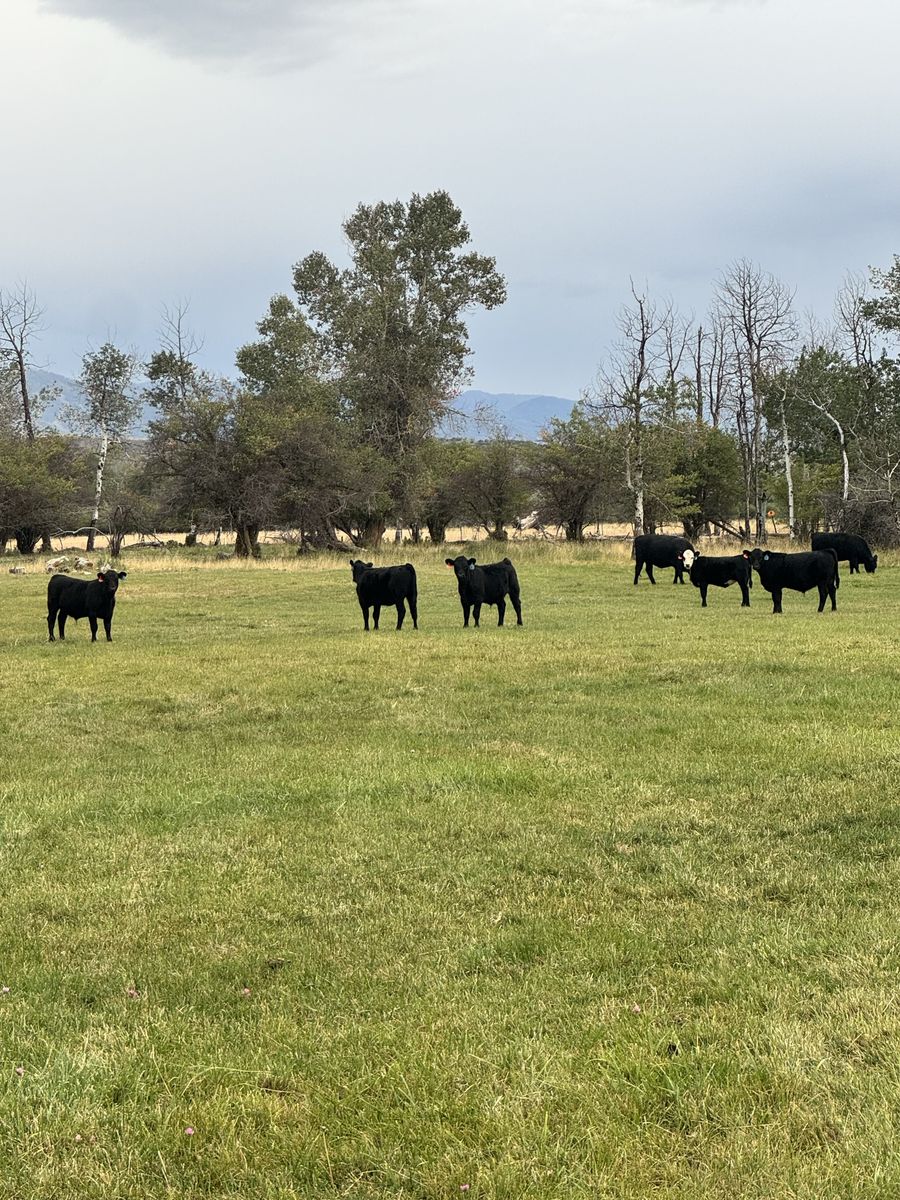 Solid Angus Steers