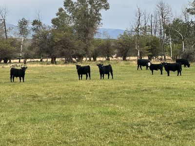 Solid Angus Steers