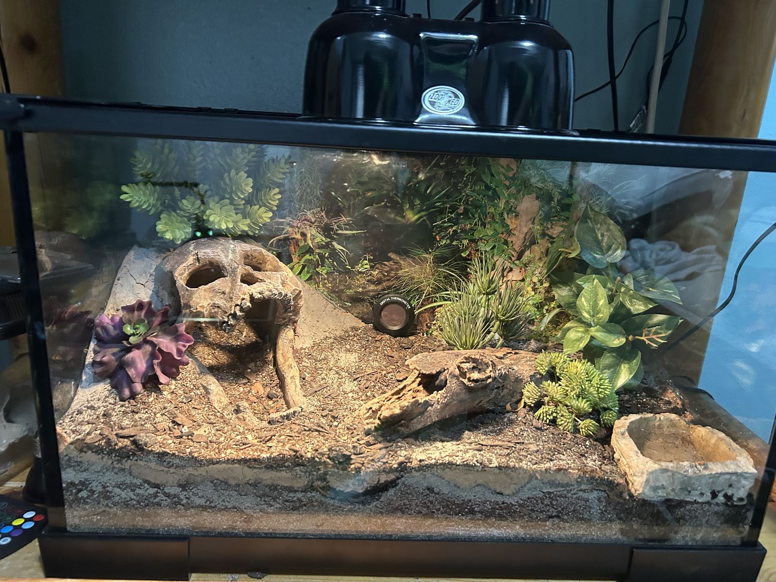 Deset Hairy Scorpion + Set Up