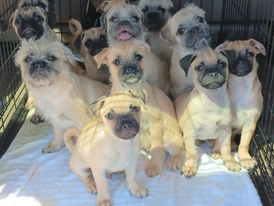 *CUTEST* Yorkie Terrier/ Pug & Chihuahua/ Pug. (8 Males) *These Rescue Puppies Deserve A Loving Home*
