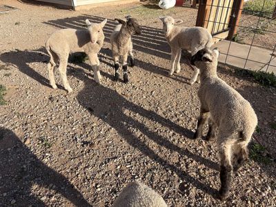 Six week old lambs for sale