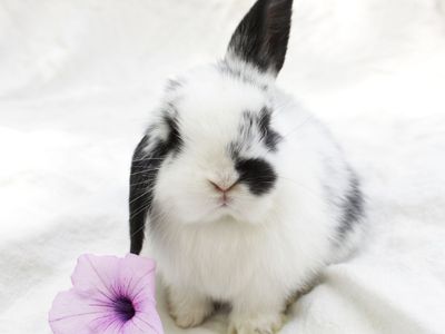 Pedigreed Mini Lop buck
