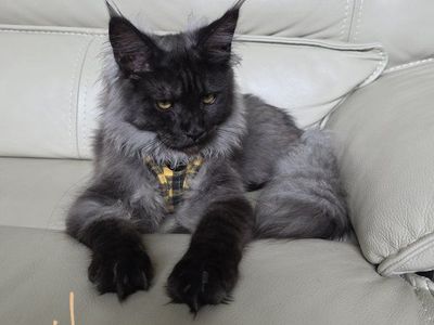 Purebred Maine Coon Male, Harry
