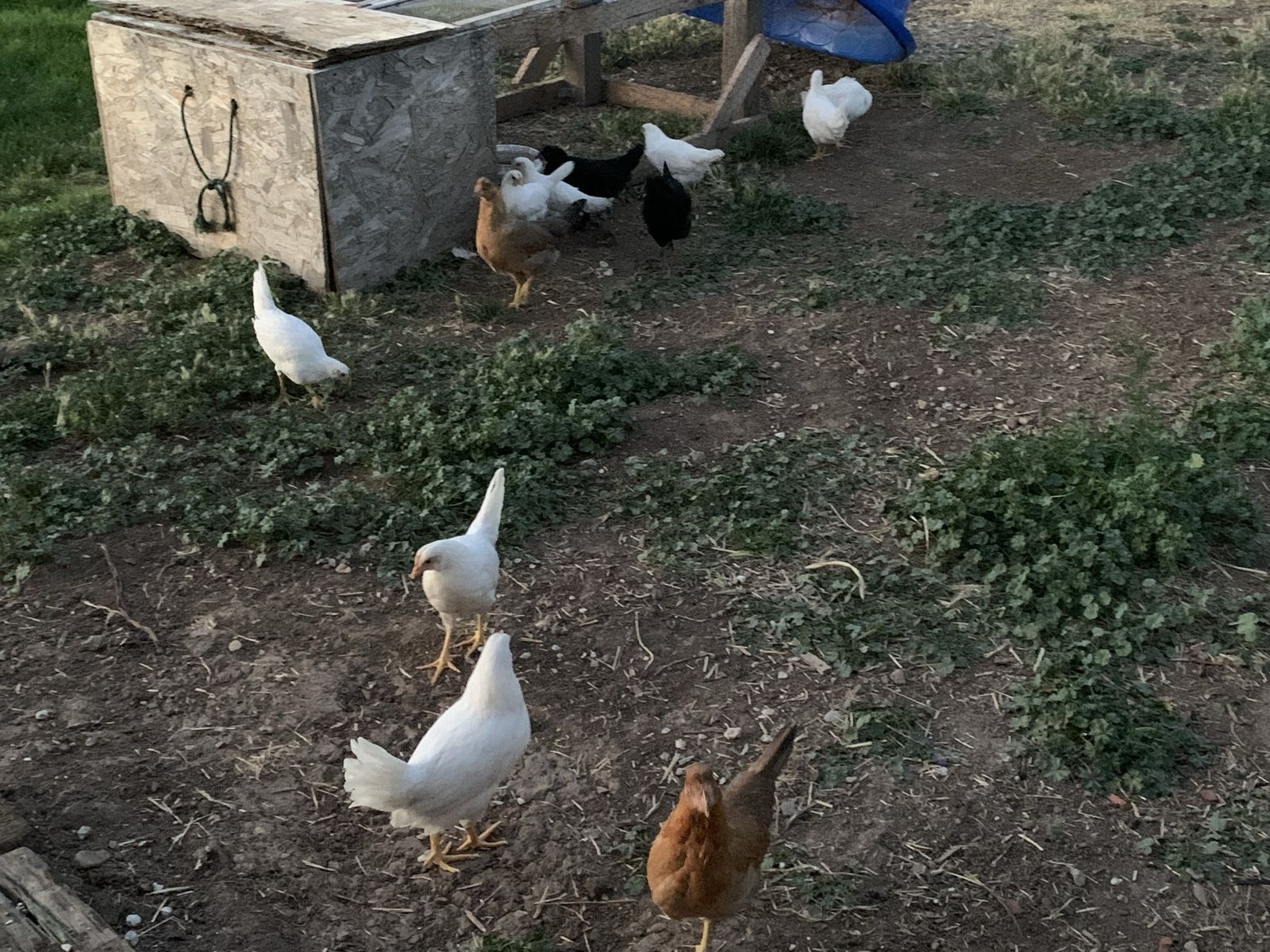 Pullets